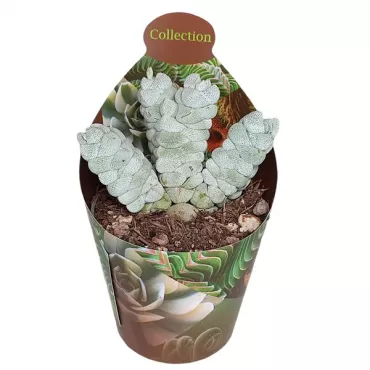 Cactus cerebral (Echinofossulocactus multicostatus)